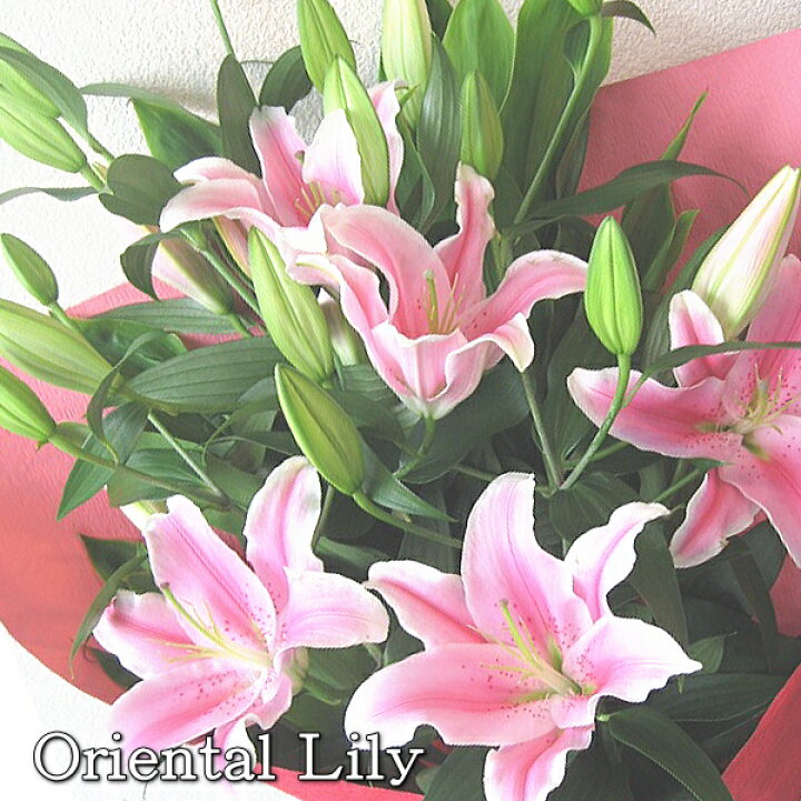 楽天市場 送料無料 ピンクのユリの花束 オリエンタルリリー ユリ ゆり 百合 生花 お花 花束 祝い花 お誕生日 プレゼント 贈り物 フラワーギフト おしゃれ かわいい 出産祝い お祝い 御祝い お供え花 御供え花 仏花 お悔やみ お悔み お悔やみの花 バラプレゼント 楽天市場 送料無料 ピンクのユリの花束 オリエンタルリリー ユリ ゆり 百合 生花 お花 花束 祝い花 お誕生日 プレゼント 贈り物 フラワーギフト おしゃれ かわいい 出産祝い お祝い 御祝い お供え花 御供え花 仏花 お悔やみ お悔み お悔やみの花 バラプレゼント