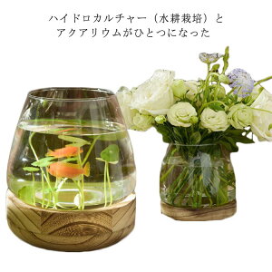 ベタ 水槽 水槽の人気商品 通販 価格比較 価格 Com