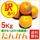 訳あり たんかん ご家庭用 5kg【送料無料】 奄美大島 タンカン (みかん) 果物 フルーツ オレンジ 詰め合わせ