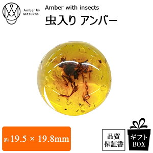   [X  VR CZNgAo[  Ẫp[ EhJ{V JuY