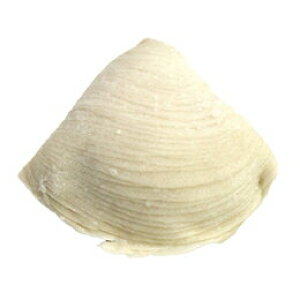 ylC̃C^A`َq!zyⓀzC^AY@XtHAeb@MTCY(70g)@10×10P