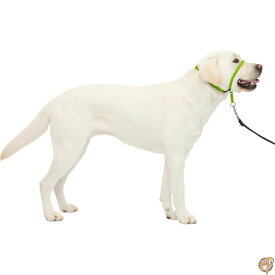 PetSafe ペットセーフ ジェントルリーダー ヘッドカラー クイックリリース（L アップルグリーン）