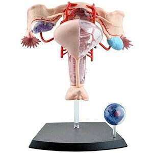 l̉U͌^ ̃pY 4D HUMAN Anatomy BUf #26062 AJ[i͂!