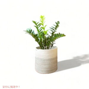 �v�����^�[�o�X�P�b�g �R�b�g�����[�v Cream White/Black �A�����J�[�i�����͂�!