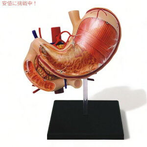 Tedco ebhR 4D Master l̈݉Uf ͌^ Human Stomach Anatomy Model