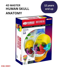 4D解剖学 ダイダクティックエクスプローデッドスカルモデル 4D Anatomy Didactic Exploded Skull Model