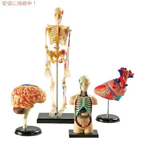 Learning Resources [jO \[X 4D U͌^ oh Zbg Anatomy Models Bundle Set