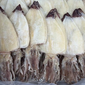 送料無料　剣先するめ　2S～2L　5枚～40枚　2S5枚約80-110g、S5枚120-160g、M5枚160-190g、L5枚190-220g、2L5枚280-310g　乾物　おつまみ　保存食　海鮮　珍味　【マルイカ　ケンサキスルメ　いか】