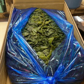 送料無料有　茎わかめ　三陸産　普代　800g　1.6kg　15kg　湯通し塩蔵　海藻　佃煮　炒め物　などに【茎ワカメ　茎若布】SU0027