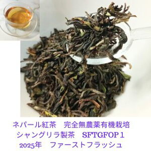 2025Nlp[gy300gzt@[XgtbV Ɩp@@ōC@VO@L@ @I[KjbN t@g