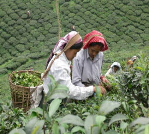 (Ɩp@@150g) _[Wg }[Kbgz[v 2024N t@[XgtbV@(FTGFOP1)_[Wg@_[WeB[@ g@t DJ167 150g