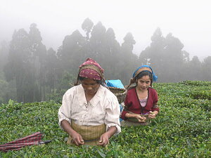 ダージリン紅茶 茶葉【業務用卸 100g】オークス茶園 2025年 セカンドフラッシュ (SFTGFOP1 リーフ)  無農薬 オーガニック  紅茶 茶葉