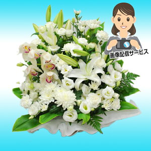   yΉy摜zMT[rXzy~Eފ݁E@EEEE݁zԁy12000~z