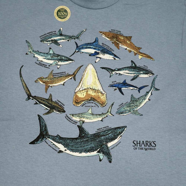 楽天市場】【サメのTシャツ】 11種類のサメと鮫歯Tシャツ【Liberty 