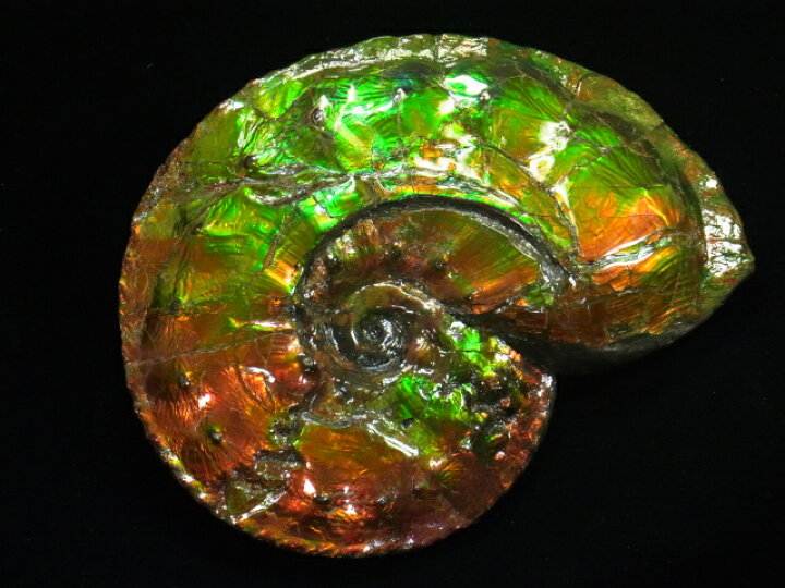 楽天市場】アンモライト原石標本 : アンモライト研究所 