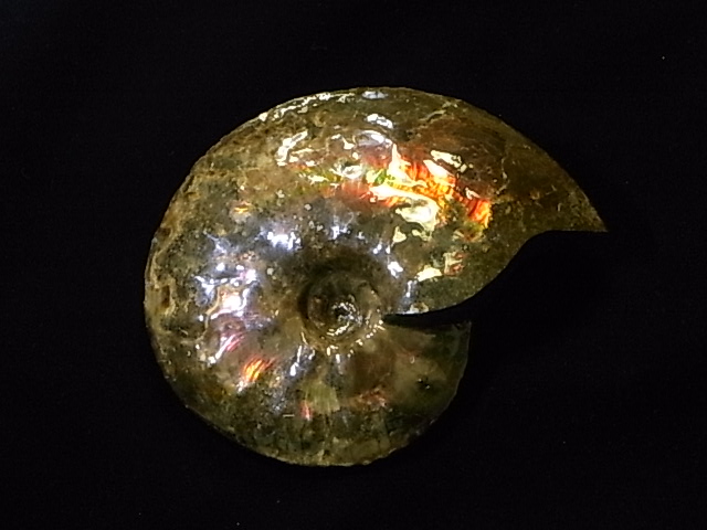 アンモライト原石標本