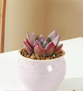 Ƌ̏蕨 A  Aؔ | A 񂹐A 킢 v`IAVX