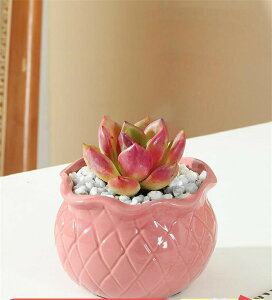 Ƌ̏蕨 A  Aؔ | A 񂹐A 킢 v`IAVX