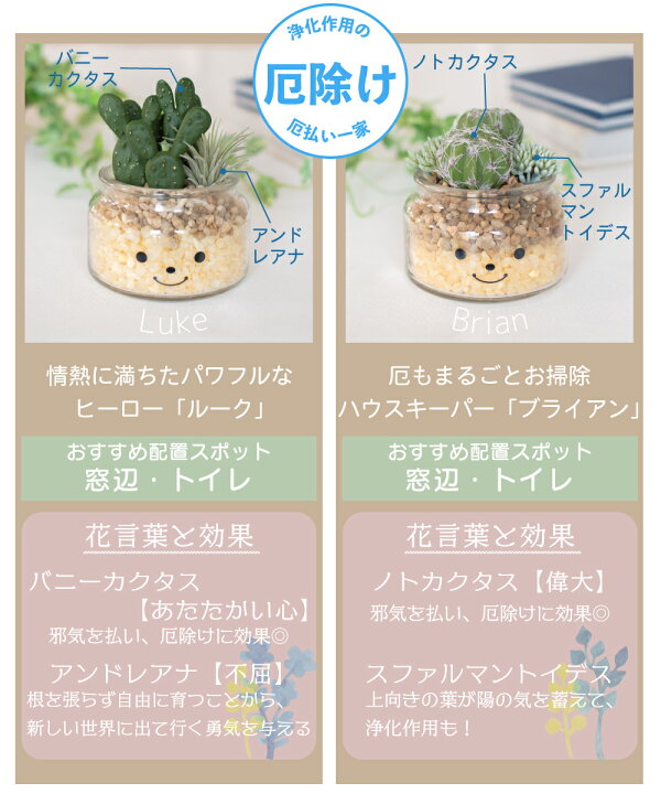 楽天市場 フェイクグリーン 多肉植物 サボテン 風水 人工観葉植物 造花 消臭アーティフィシャルグリーン おしゃれ 厄除け リビング ダイニング 玄関 キッチン トイレ ナチュラル 消臭 防汚 抗菌 寄せ植え Ct触媒 ギフト 母の日 Famille ファミーユ L おしゃれ照明のampoule