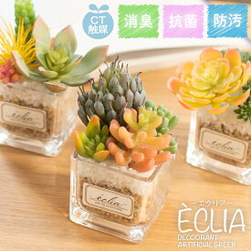 楽天市場 多肉植物 寄せ植え 花 ガーデン Diy の通販