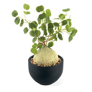 tFCNO[ A R[fbNX   CeA ϗtA A tFCN O[ 傫 EB][ tBIiN OLX Aؔ |bg  ubN L R