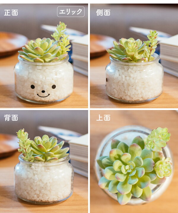 楽天市場 フェイクグリーン 多肉植物 寄せ植え 風水 人工観葉植物 造花 おしゃれ 縁起 調和 リビング ダイニング 玄関 キッチン オフィス トイレ ナチュラル 消臭 防汚 抗菌 Ct触媒 サボテン ギフト プレゼント 母の日 Famille ファミーユ Lサイズ おしゃれ照明のampoule