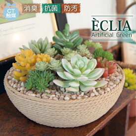楽天市場 多肉植物 ギフトの通販