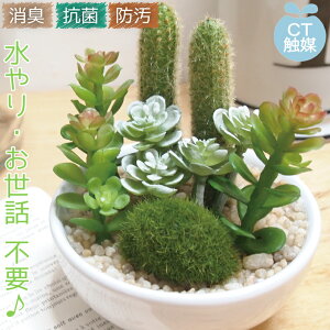 CTG} TLgtE tFCNO[  ~j LA[eBtBVO[ A T{e  rO CeA G   R h L ̓