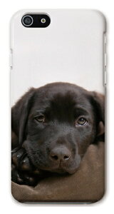 X}zP[X S@Ή n[hP[X iPhone17 P[X iPhone16 AQUOS sense10 sense9 wish5 Pixel9a 8a Xperia 10 VII Galaxy S25 A25 5G OPPO Reno13A Reno11A Jo[ iPhone16e iPhone15 Pro  킢    lR