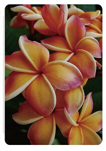 iPad �P�[�X �J�o�[ �y�����[ A16 ��10���� ��9���� ��8���� ��7���� ��6���� ���킢�� �؍� 10.9�C���` 10.2�C���` iPad Air M3 M2 11�C���` 13�C���` Air5 Air4 iPad mini A17 Pro mini6 mini5 iPad Pro M5 M4 �J�o�[ �v��