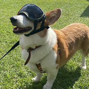 Ki KILONINER LiCi[ S[O TOX pS[O ybgpS[O~^[ ybg  L  킢 {IWi KILONINER R5 GOGGLES Oh~ UVJbg