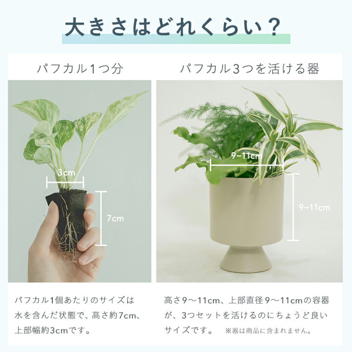 楽天市場】【植物3つのセット】土を使わない &Green アンドグリーン 