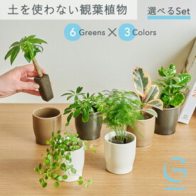 【植物とPotを選べるセット】土を使わない &Green アンドグリーン お世話が簡単 衛生的 アレンジ自在 ミニ 観葉植物 小さい おしゃれ 初心者 卓上 トイレ リビング インテリア ギフト お祝い 引っ越し祝 新築祝 御中元 夏ギフト パキラ フィカス コーヒーの木 シェフレラ