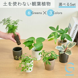 【植物とPotを選べるセット】土を使わない &Green アンドグリーン お世話が簡単 衛生的 アレンジ自在 ミニ 観葉植物 小さい おしゃれ 初心者 卓上 トイレ リビング インテリア ギフト お祝い 引っ越し祝 新築祝 敬老の日 夏ギフト パキラ フィカス コーヒーの木 シェフレラ