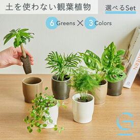 【植物とPotを選べるセット】土を使わない &Green アンドグリーン お世話が簡単 衛生的 アレンジ自在 ミニ 観葉植物 小さい おしゃれ 初心者 卓上 トイレ リビング インテリア ギフト お祝い 引っ越し祝 新築祝 敬老の日 パキラ ポトス アスパラガス テーブルヤシ
