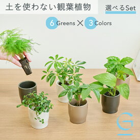 【植物とPotを選べるセット】土を使わない &Green アンドグリーン お世話が簡単 衛生的 アレンジ自在 ミニ 観葉植物 小さい おしゃれ 初心者 卓上 トイレ リビング インテリア ギフト お祝い 引っ越し祝 新築祝 敬老の日 パキラ ポトス アスパラガス テーブルヤシ