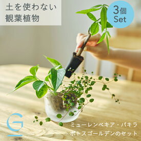 【ミューレンベキア・パキラ・ポトスゴールデンのセット】土を使わない &Green アンドグリーン お世話が簡単 衛生的 アレンジ自在 ミニ 観葉植物 小さい おしゃれ 初心者 手入れ 簡単 棚 卓上 デスク 玄関 トイレ リビング インテリア ギフト お祝い 新築祝 御中元 夏ギフト