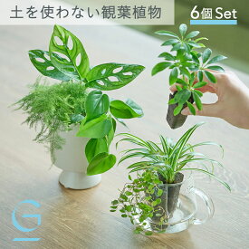 【植物6つのセット】土を使わない &Green アンドグリーン お世話が簡単 衛生的 アレンジ自在 ミニ 観葉植物 小さい おしゃれ 初心者 手入れ 簡単 棚 卓上 トイレ リビング インテリア ギフト お祝い 開業祝 引っ越し祝 新築祝 御中元 夏ギフト
