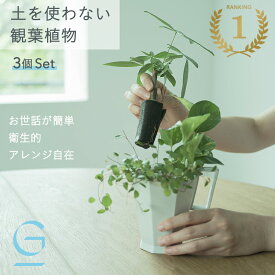 ＼ 10%OFF ／【植物3つのセット】土を使わない &Green アンドグリーン お世話が簡単 衛生的 アレンジ自在 ミニ 観葉植物 小さい おしゃれ 初心者 手入れ 簡単 棚 北欧 3号 卓上 デスク 玄関 トイレ リビング インテリア ギフト お祝い 開業祝い 引っ越し祝 新築祝