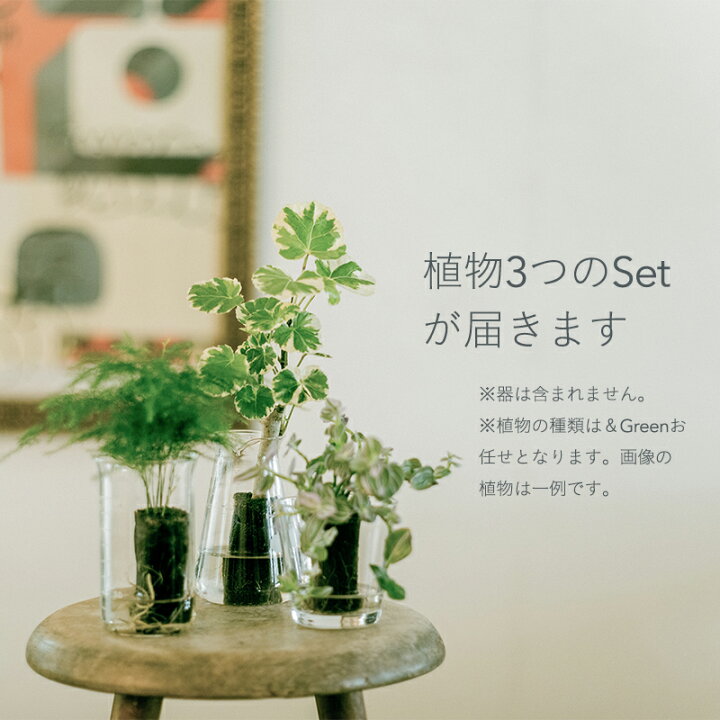 楽天市場】【植物3つのセット】土を使わない &Green アンドグリーン 