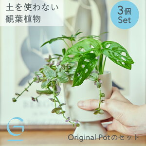yA3Original Pot̃ZbgzygȂ &Green AhO[ bȒP qI AW ~j ϗtA   S  ȒP I k 3  fXN rO 