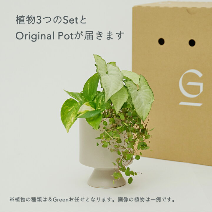 楽天市場】【植物3つとOriginal Potのセット】土を使わない &Green 