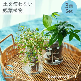 【植物3つとBeakerのセット】土を使わない &Green アンドグリーン お世話が簡単 衛生的 アレンジ自在 ミニ 観葉植物 ビーカー ポット 小さい おしゃれ 初心者 手入れ 簡単 棚 卓上 デスク リビング インテリア ギフト お祝い 開業祝い 引っ越し祝 新築祝 御中元 夏ギフト