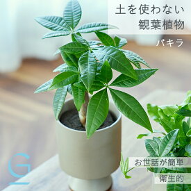 【パキラ】土を使わない &Green アンドグリーン お世話が簡単 衛生的 アレンジ自在 観葉植物 おしゃれ 初心者 手入れ 簡単 棚 北欧 3号 卓上 デスク 玄関 トイレ リビング インテリア ギフト お祝い 開業祝い 引っ越し祝 新築祝 新生活 母の日