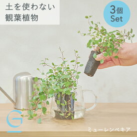 【ミューレンベキア3つのセット】土を使わない &Green アンドグリーン お世話が簡単 衛生的 アレンジ自在 ミニ 観葉植物 小さい おしゃれ 初心者 手入れ 簡単 棚 卓上 デスク 玄関 トイレ リビング インテリア ギフト お祝い 新築祝 御中元 夏ギフト ワイヤープランツ