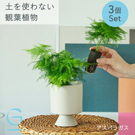 【アスパラガス3つのセット】土を使わない &Green アンドグリーン お世話が簡単 衛生的 アレンジ自在 ミニ 観葉植物 小さい おしゃれ 初心者 手入れ 簡単 棚 卓上 デスク 玄関 トイレ リビング インテリア ギフト お祝い 開業祝い 引っ越し祝 新築祝 御中元 夏ギフト