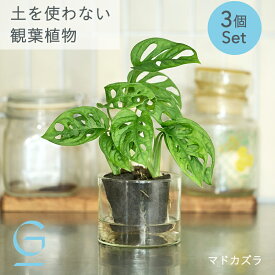 【マドカズラ3つのセット】土を使わない &Green アンドグリーン お世話が簡単 衛生的 アレンジ自在 ミニ 観葉植物 小さい おしゃれ 初心者 手入れ 簡単 棚 北欧 3号 卓上 デスク 玄関 トイレ リビング インテリア ギフト お祝い 新築祝 クリスマス