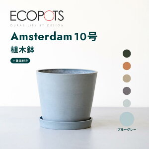 y110210zAؔ  ecopots Amsterdam 5~10 vX`bN + VR Jo[  ^ v^[ y CeA k M t  A ϗtA Ahvc and plants 3 