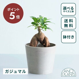 ＼12日10時までP5倍／ガジュマル 観葉植物 多幸の木 大型 小さい 軽い ミニ インテリア おしゃれ アンドプランツ andplants エコポッツ ecopots 鉢 植木鉢 育てやすい 枯れにくい 風水 縁起 プレゼント ギフト 新築祝い 結婚祝い 開業祝い メッセージカード 送料無料