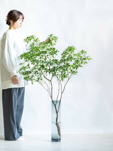 �y�}���z�A�Z�r �n���� �}���� ������100-120cm �C���e���A�O���[�� ANDPLANTS �A���h�v�����c �} �C���e���A �O���[�� �傫�� �{�����[������ ���� �������� ���r���O ���� �I�t�B�X �i�`������ 